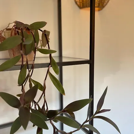Schroeder Apartment